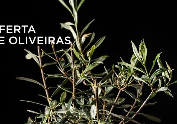 oferta_de_oliveiras