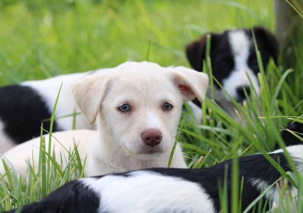 img_9290_1_1024_2500