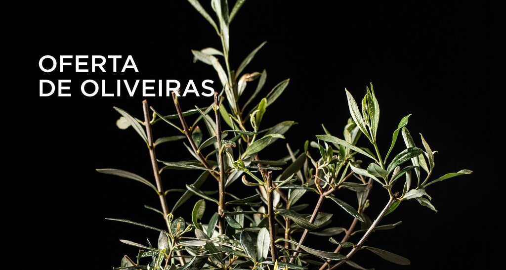 Oferta de Oliveiras 