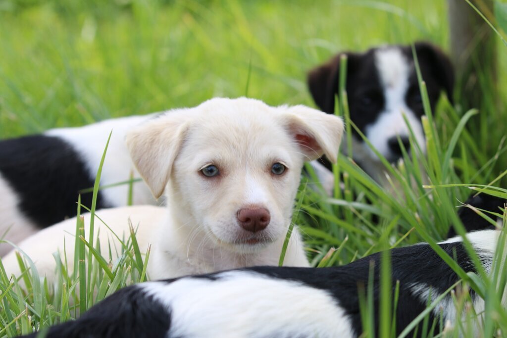 Campanha de Vacinação Antirrábica e Identificação Eletrónica