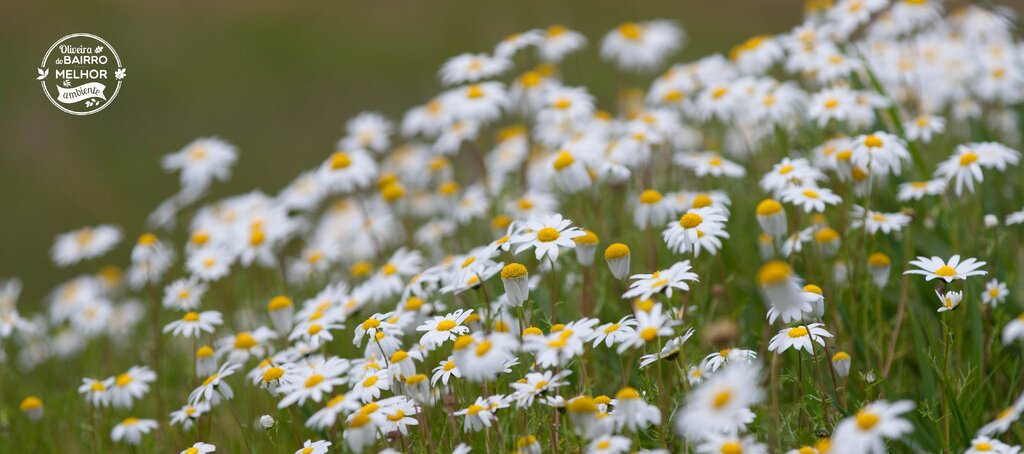 P&aacute;gina Ambiente