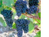 XVI Festa Final de Vindimas