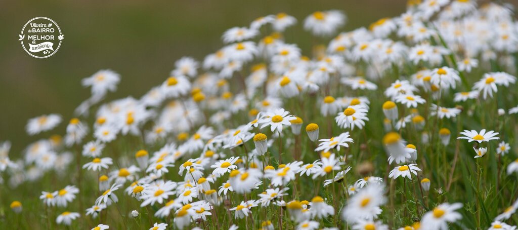 P&aacute;gina Ambiente