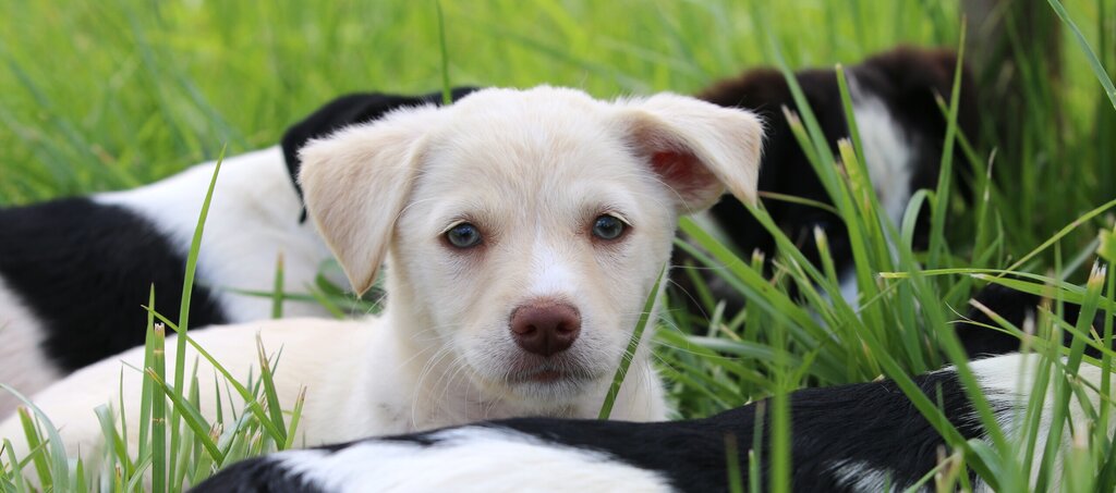 Centro de Recolha Animal
